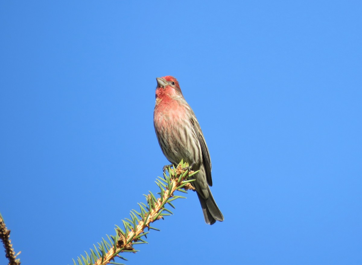 House Finch - ML325143591