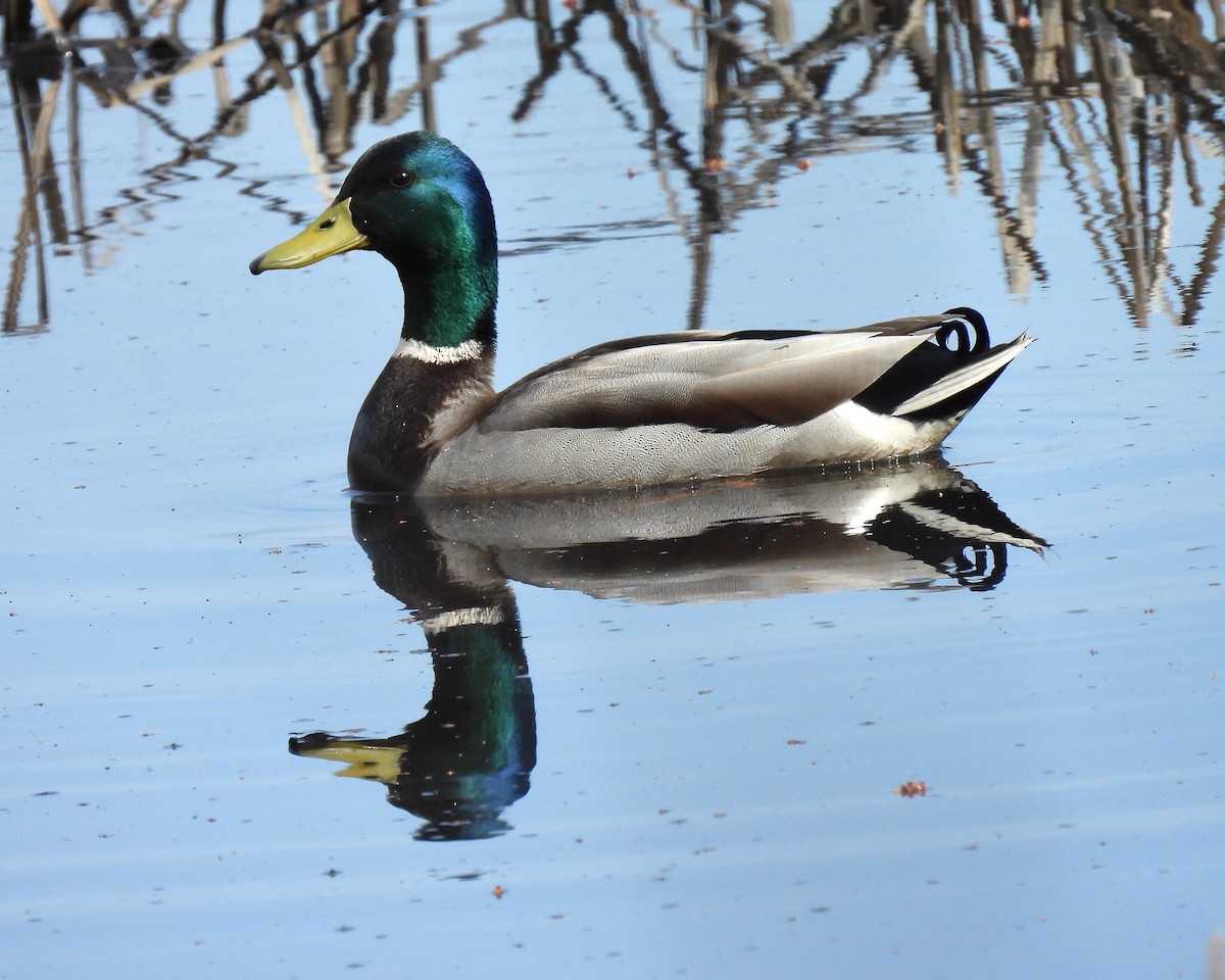 Mallard - John Felton