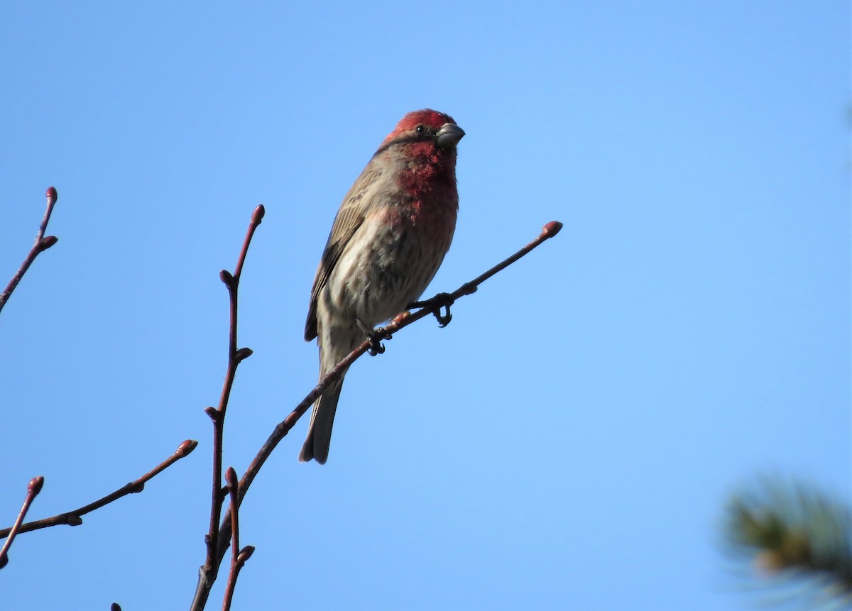 House Finch - ML325143651