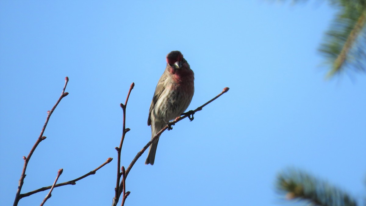 House Finch - ML325143691