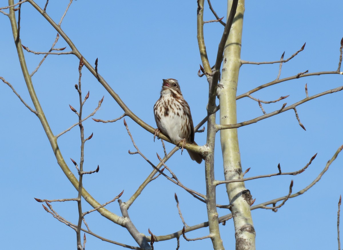 Song Sparrow - ML325143821