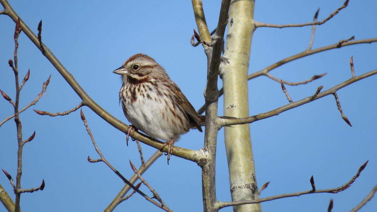 Song Sparrow - ML325143841
