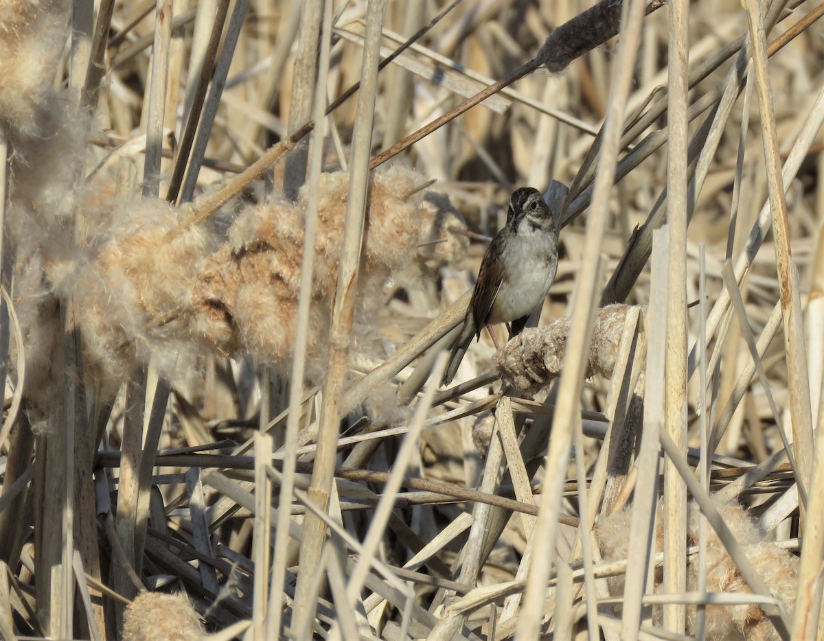 Swamp Sparrow - ML325143961