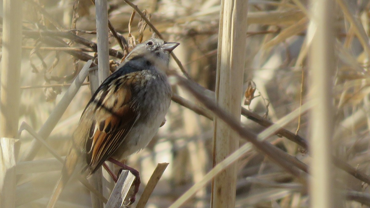 Swamp Sparrow - ML325143971