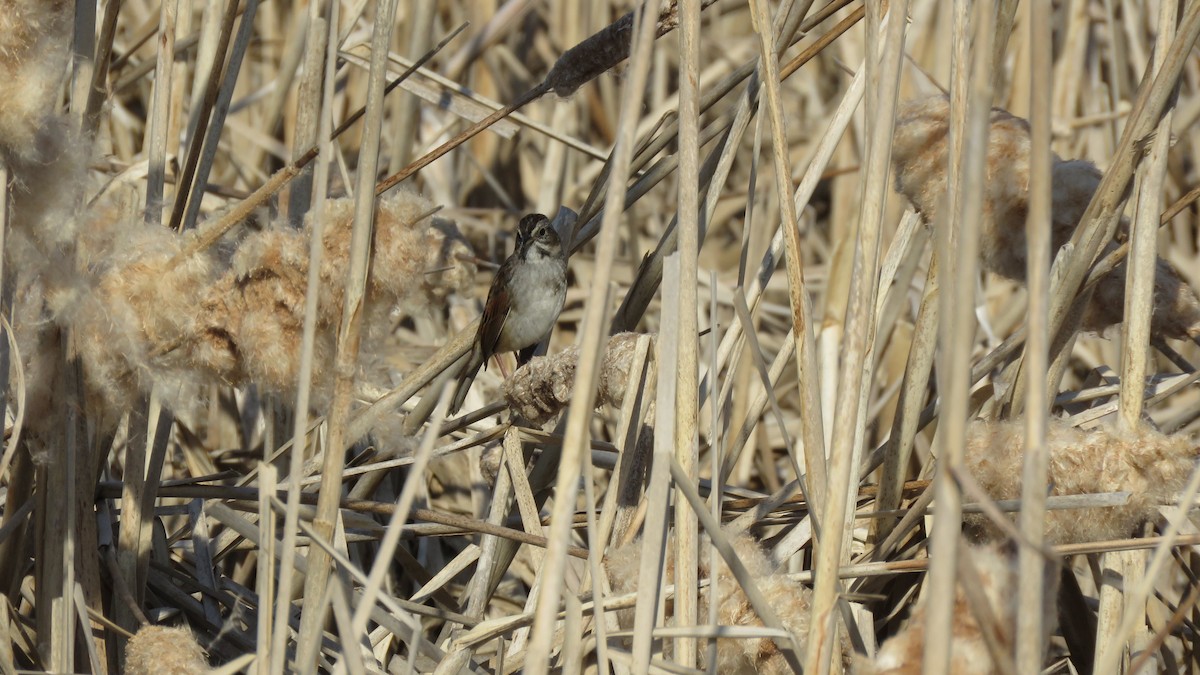 Swamp Sparrow - ML325143981