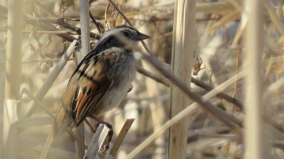 Swamp Sparrow - ML325144011