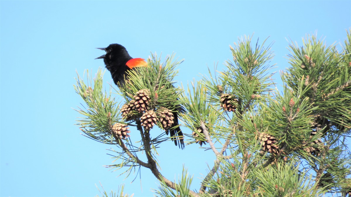 Red-winged Blackbird - ML325144051