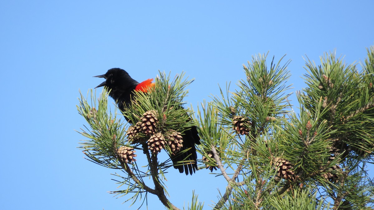 Red-winged Blackbird - ML325144071