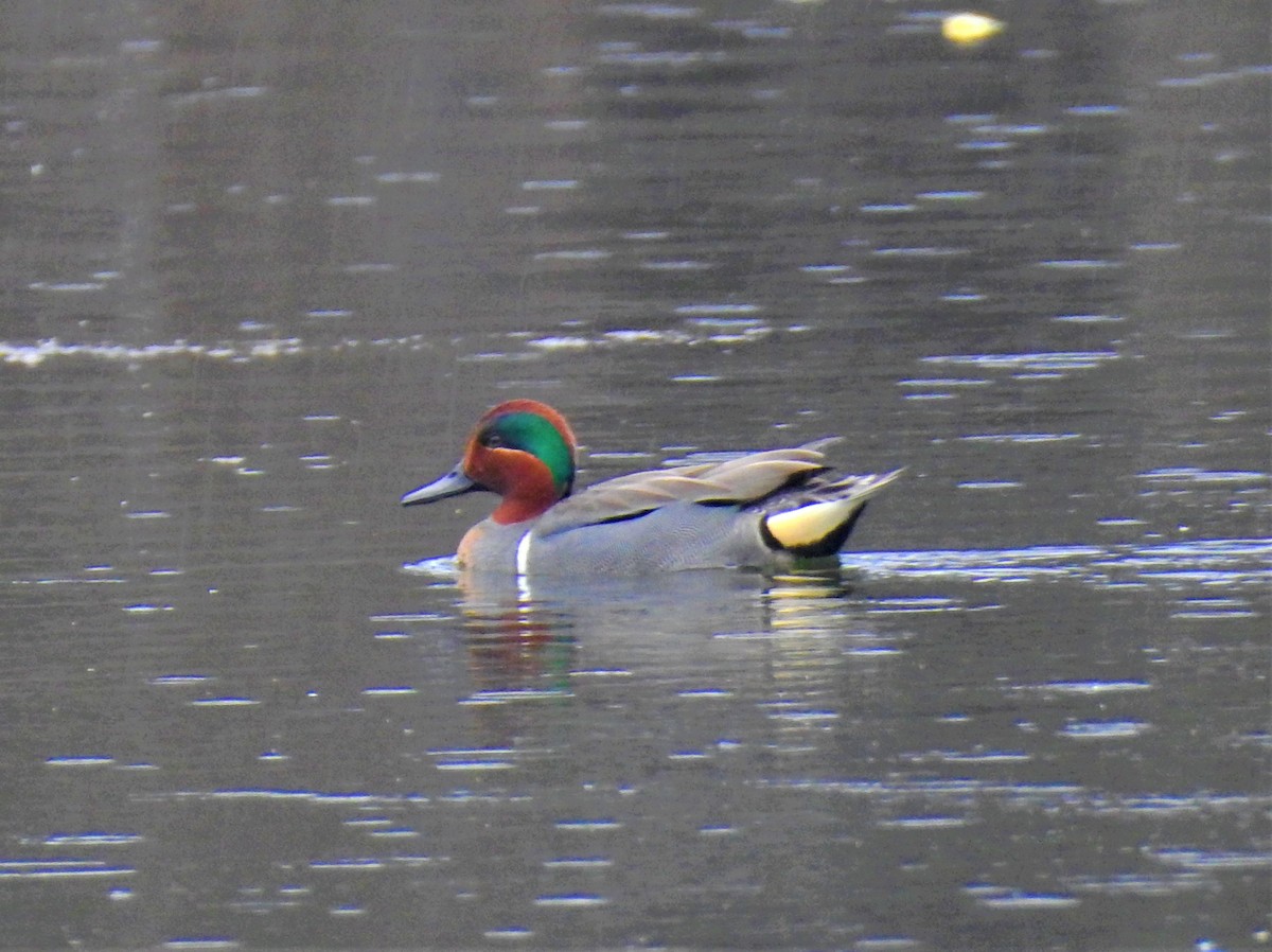 Green-winged Teal - ML325144881