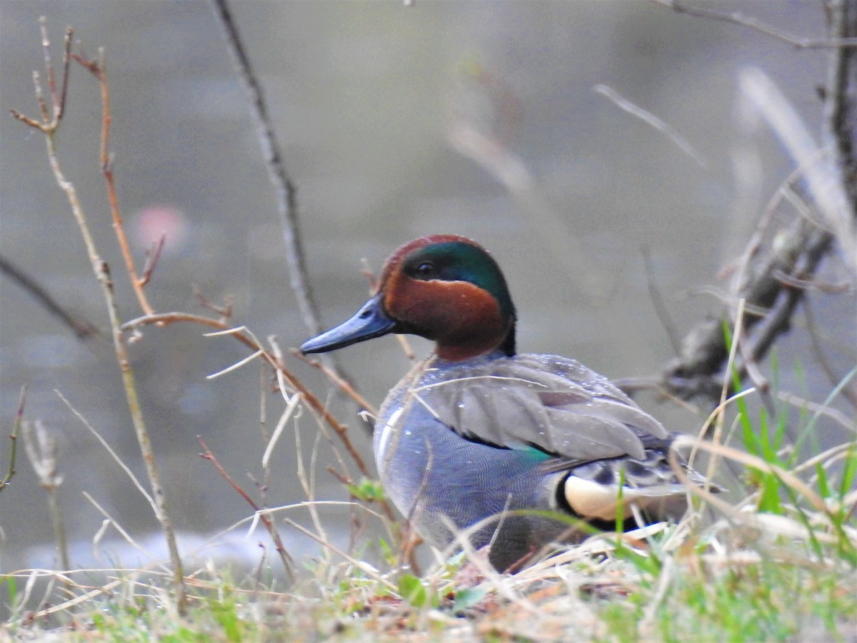 Green-winged Teal - ML325144911