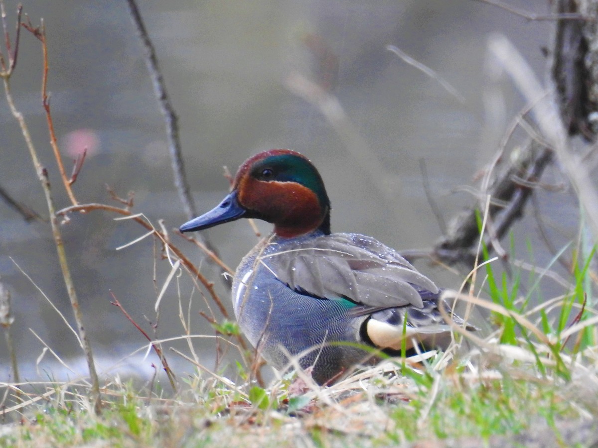 Green-winged Teal - ML325144921