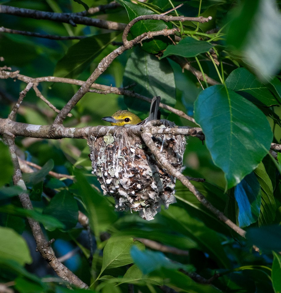 Yellow-throated Vireo - ML325145531