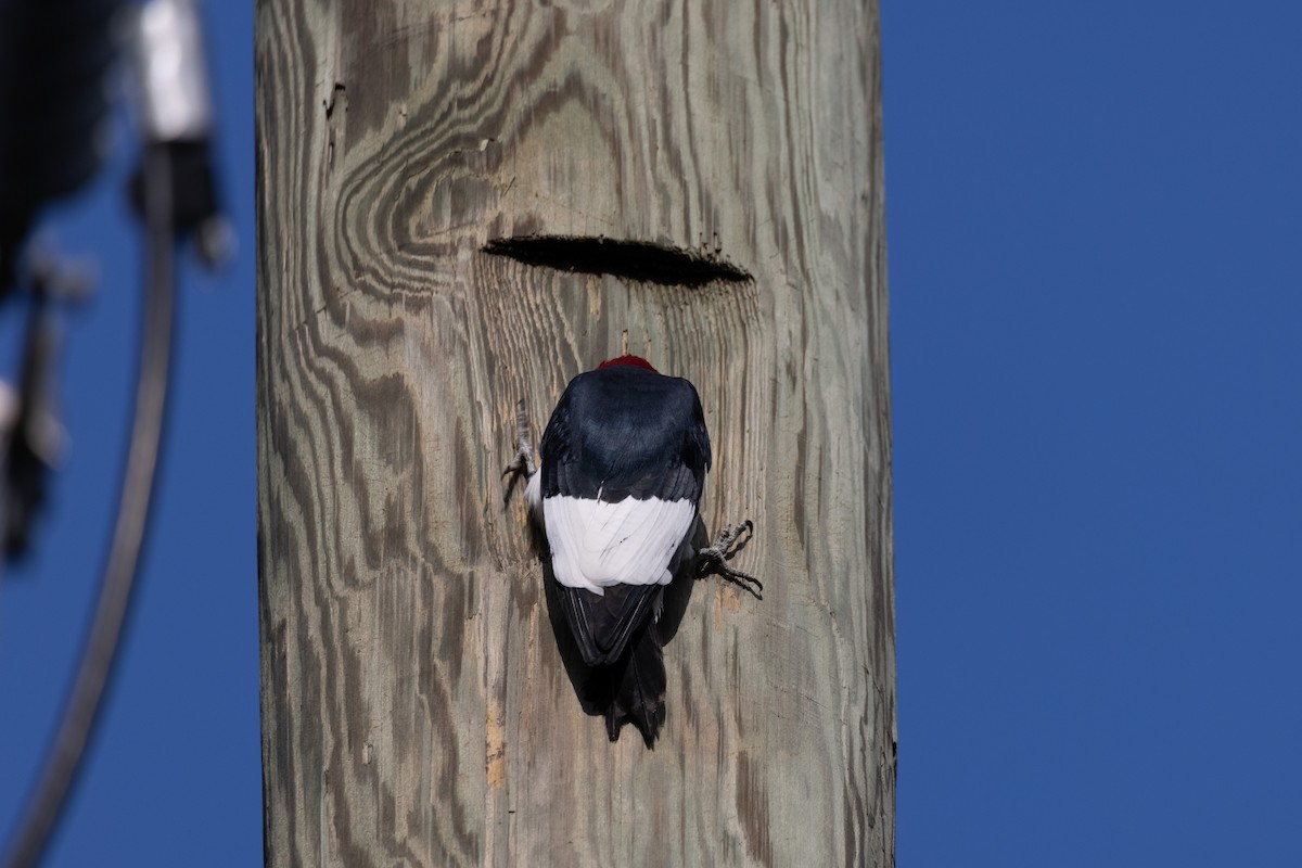 Red-headed Woodpecker - ML325147611
