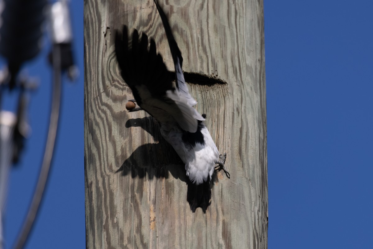 Red-headed Woodpecker - ML325147971
