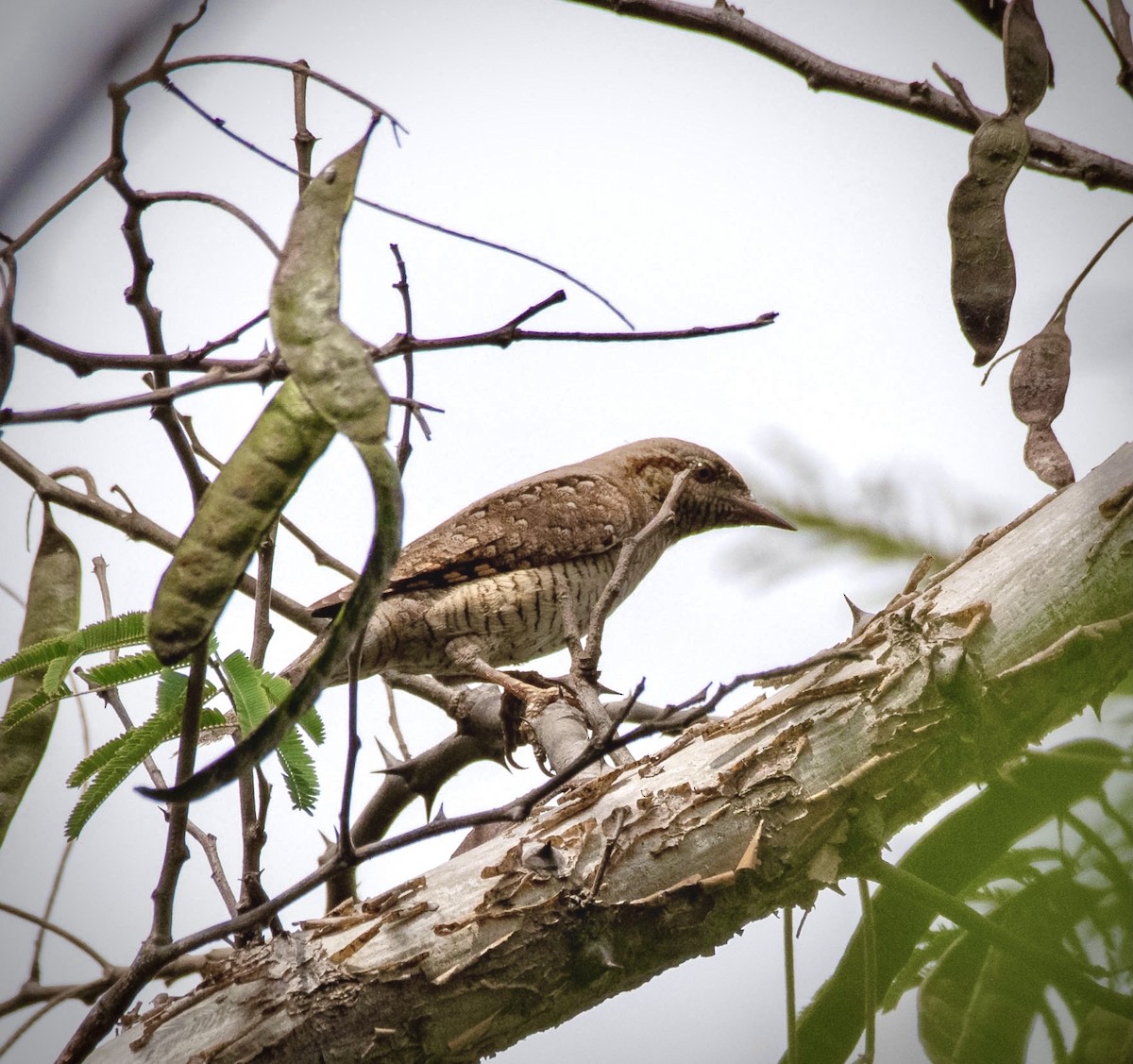 Eurasian Wryneck - Thilip Kumar