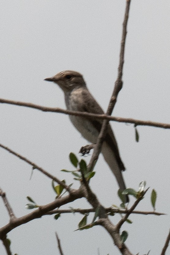 Spotted Flycatcher - ML325149971