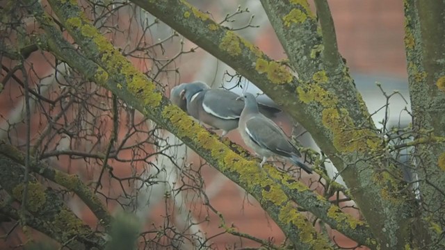 Common Wood-Pigeon - ML325150791
