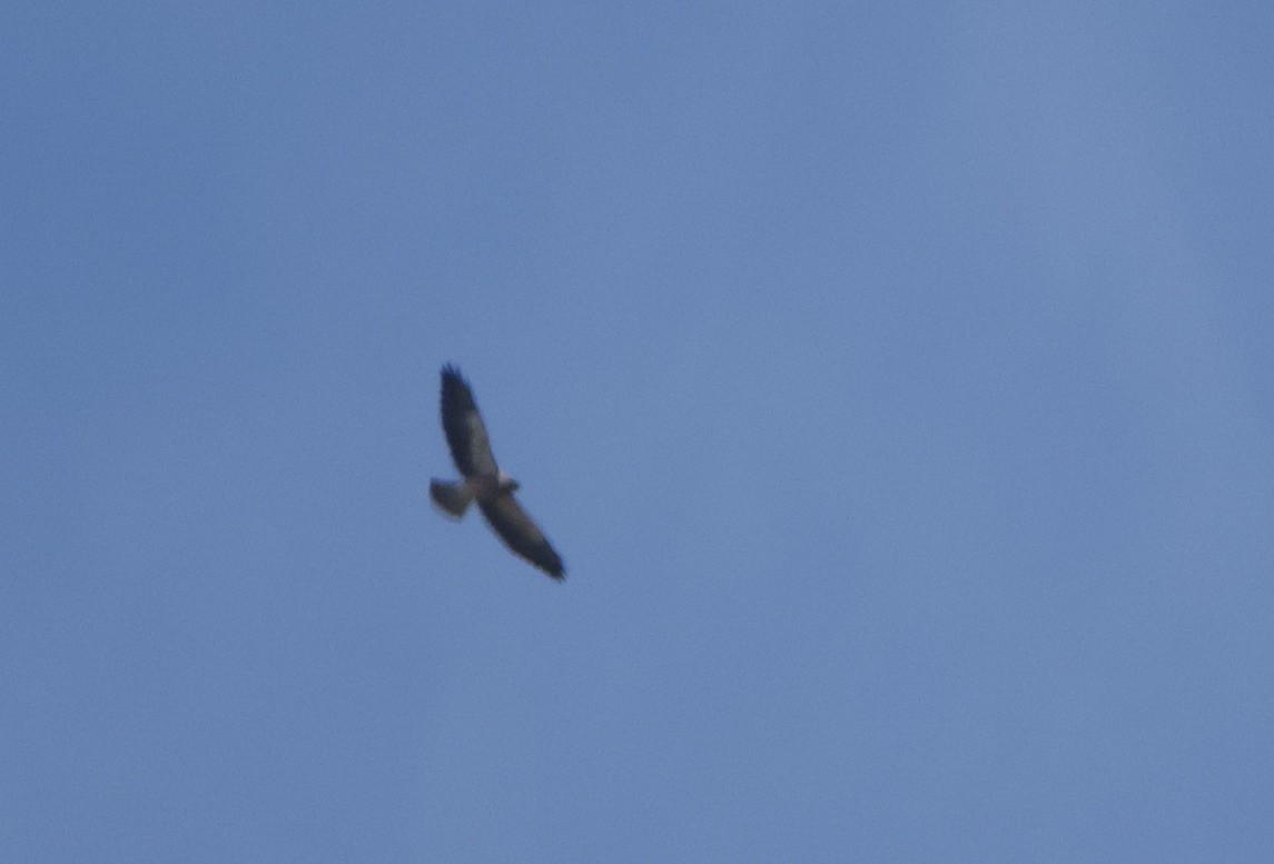 Swainson's Hawk - ML325150891