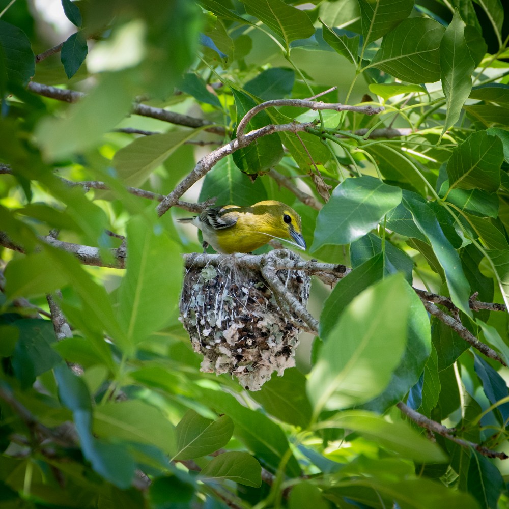 Yellow-throated Vireo - ML325151801