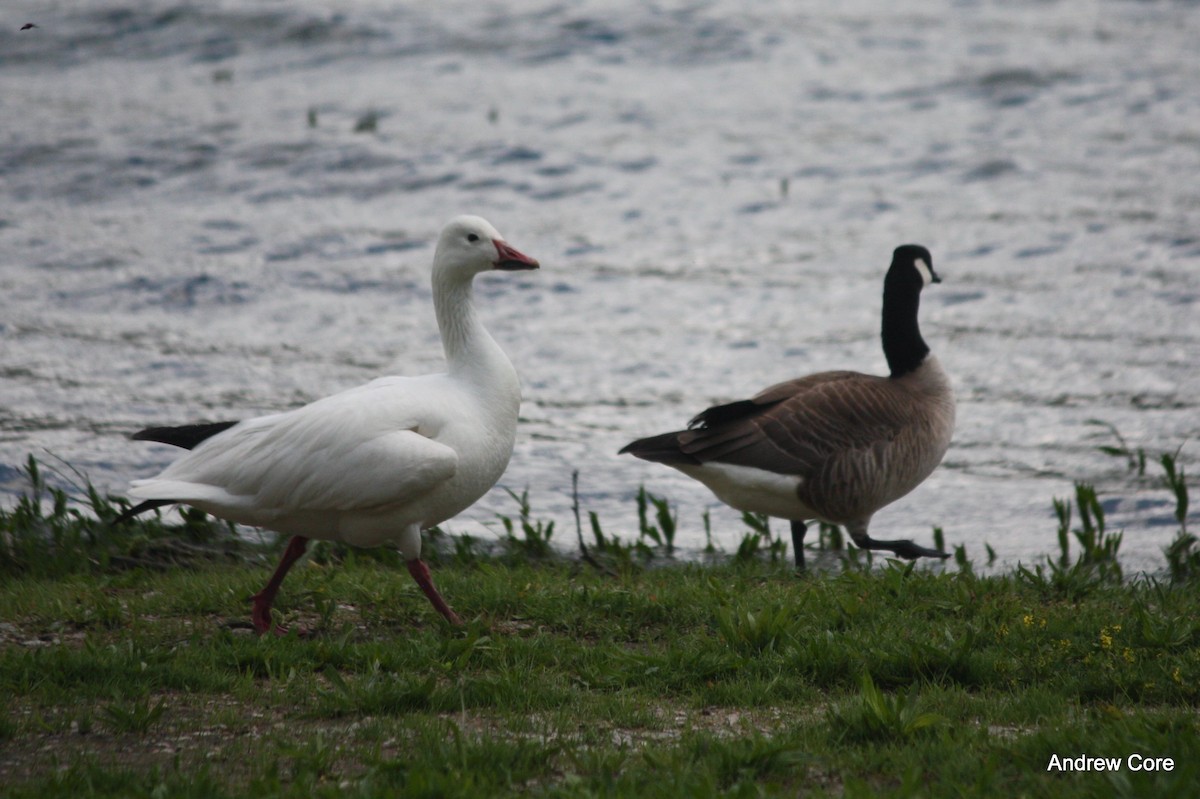 Snow Goose - ML32515241