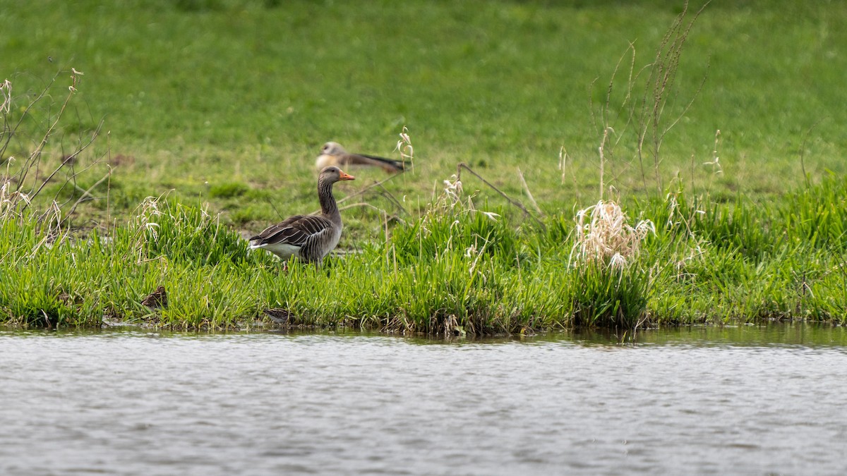 Jack Snipe - ML325152601