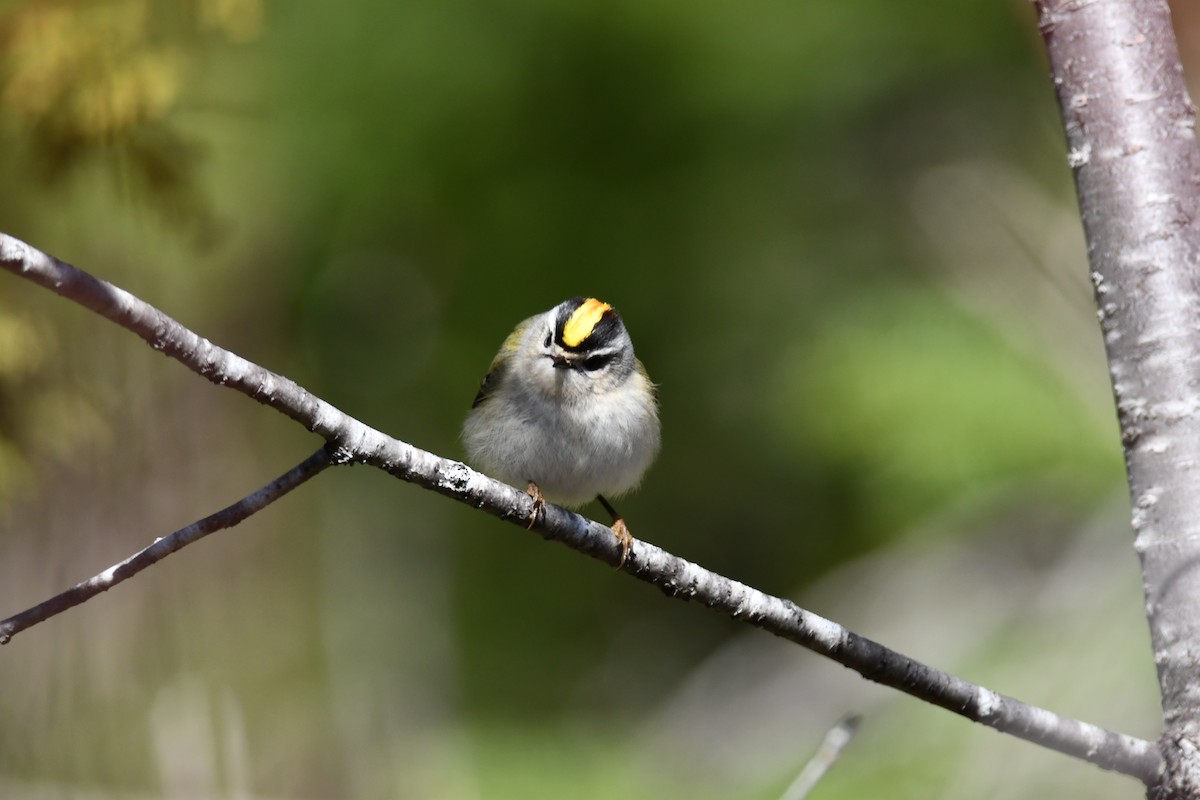 Golden-crowned Kinglet - ML325153181