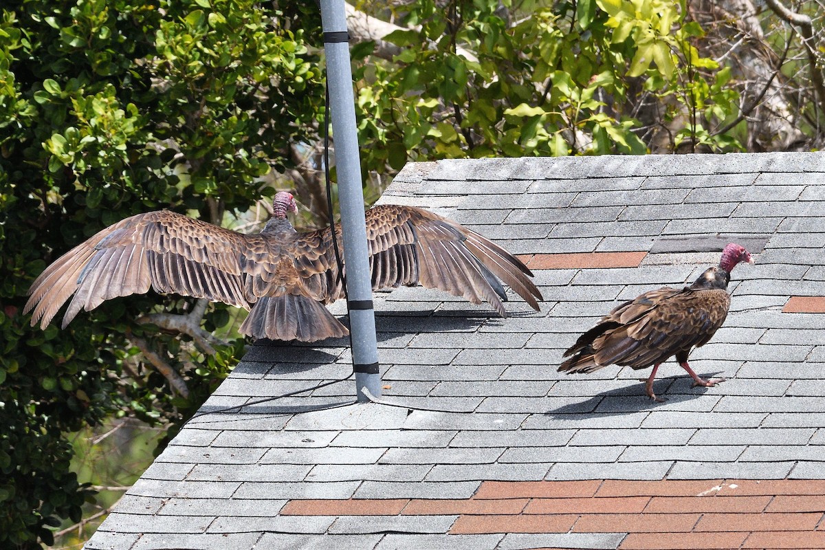 Turkey Vulture - ML325153201