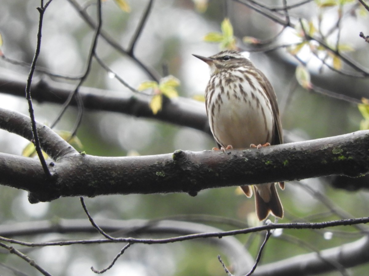 Louisiana Waterthrush - ML325153611