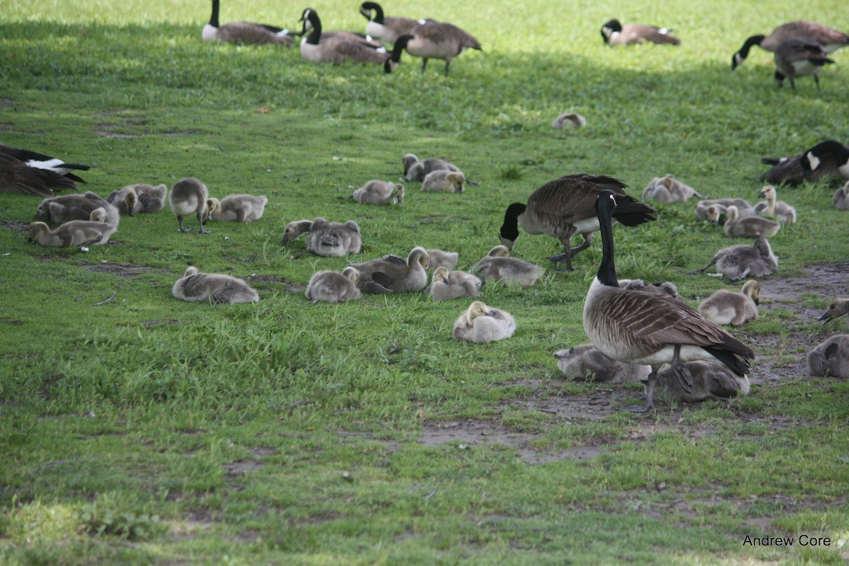 Canada Goose - ML32515371