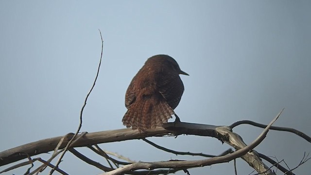 Eurasian Wren - ML325153901