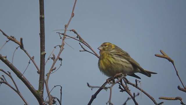 European Serin - ML325154341