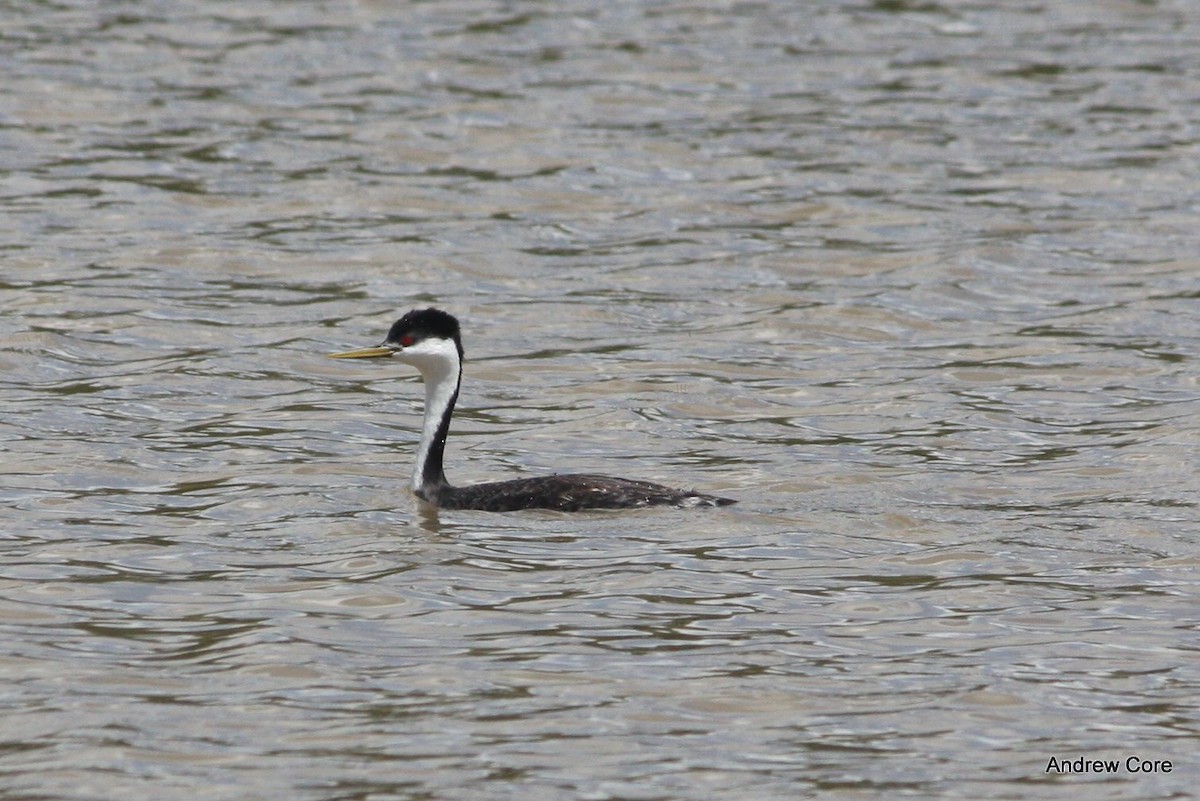 Western Grebe - ML32515461