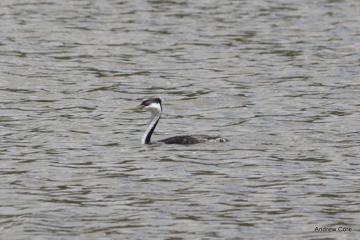 Western Grebe - ML32515471