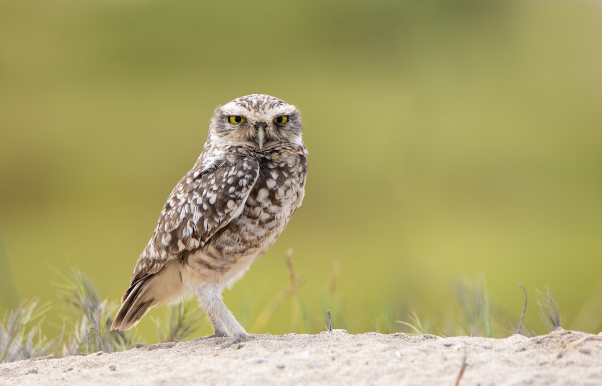 Burrowing Owl - ML325154811
