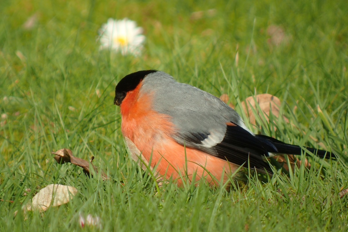 Eurasian Bullfinch - ML325154821