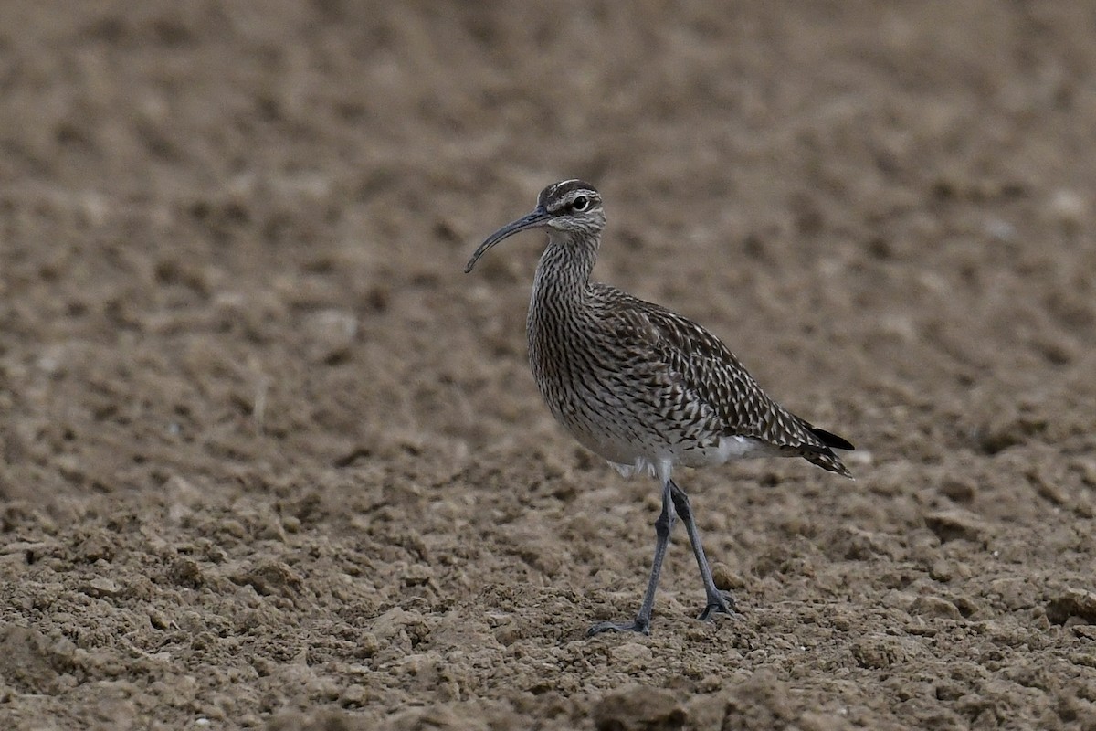 Whimbrel - Maryse Neukomm