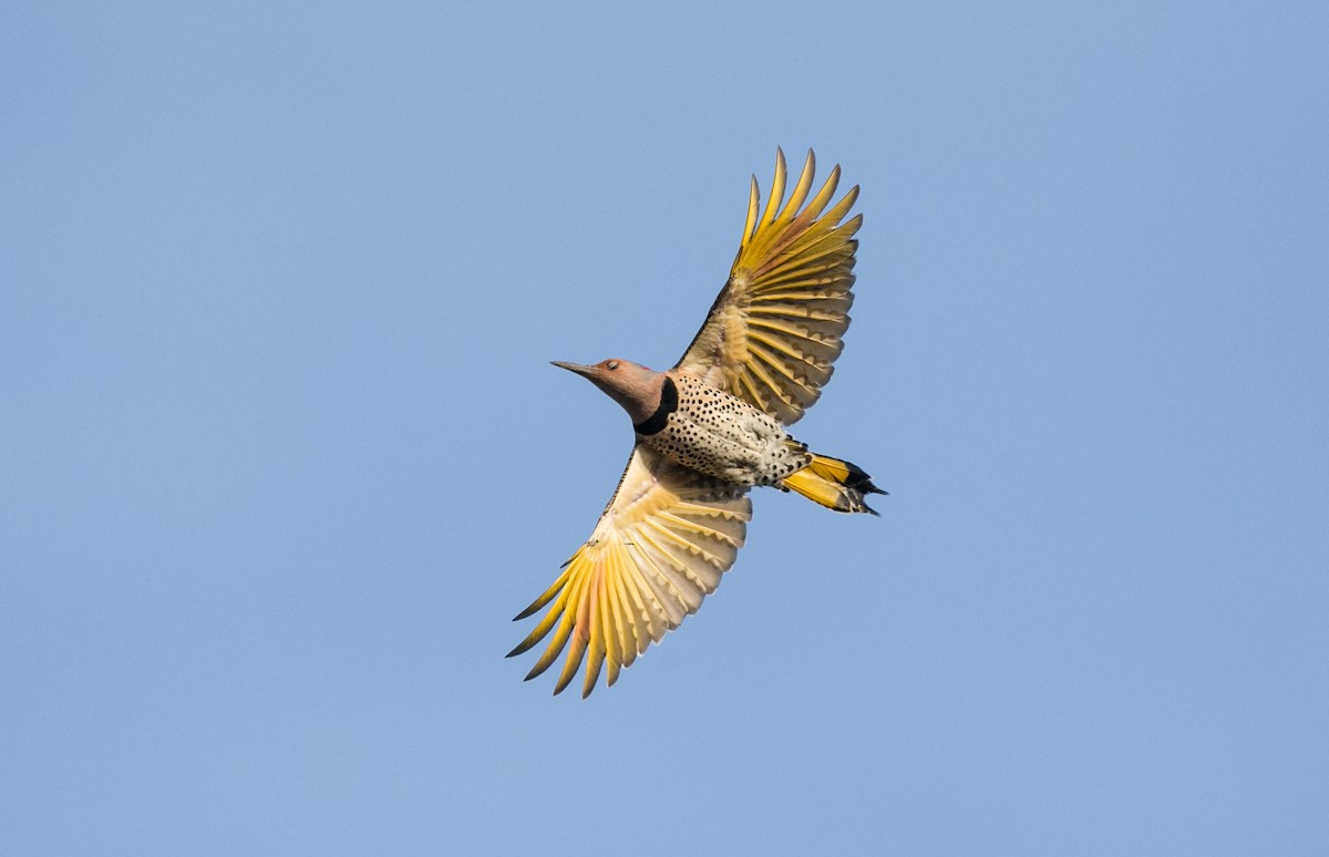 Northern Flicker - Brandon Holden