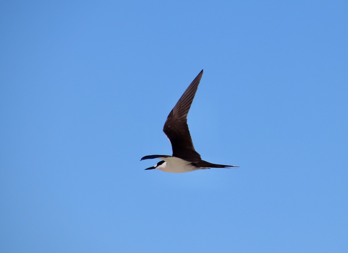 Sooty Tern - ML325158811