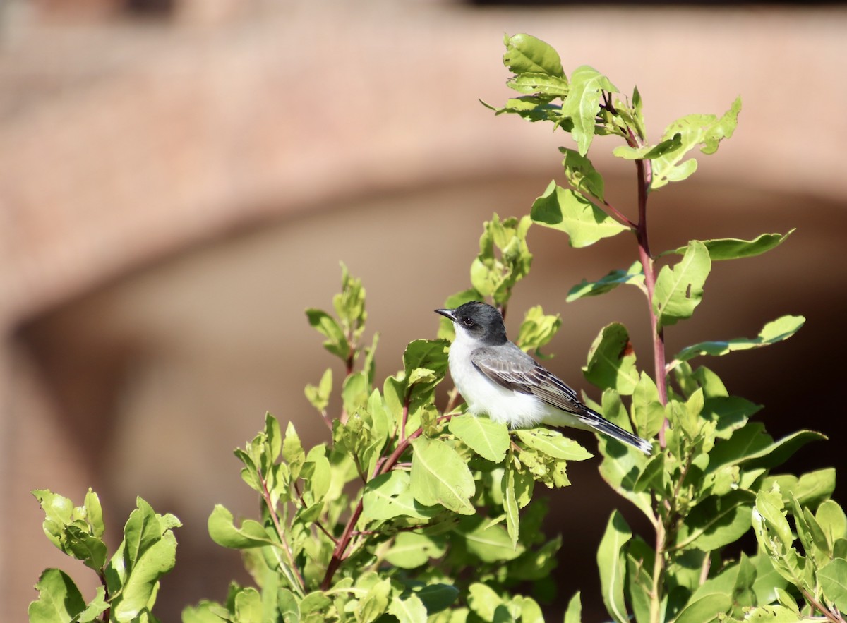 Eastern Kingbird - ML325158861