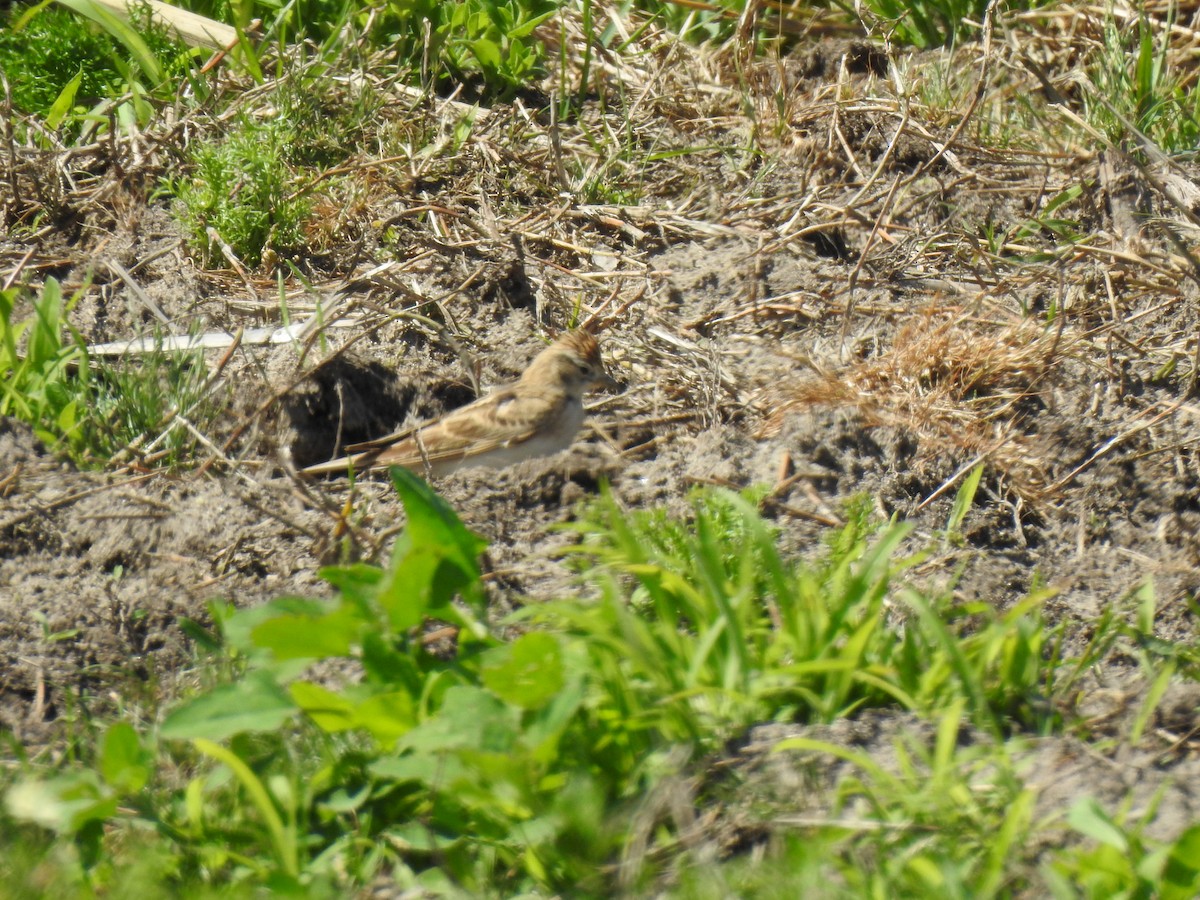 Greater Short-toed Lark - José Otero