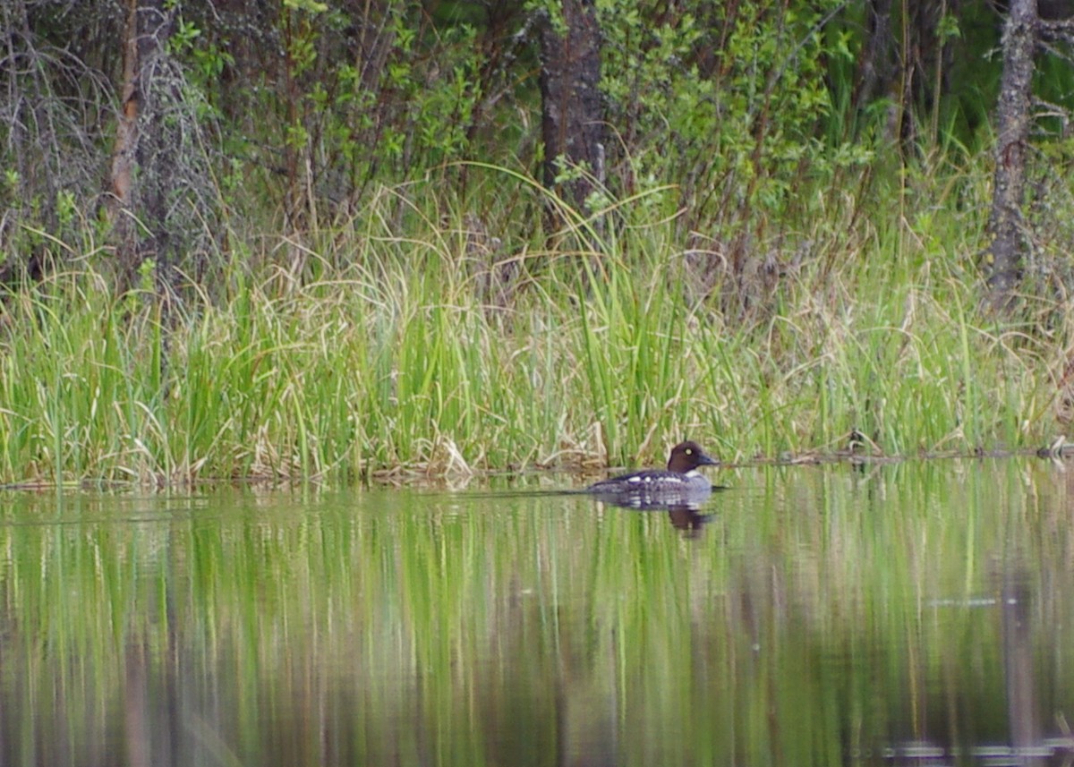 Common/Barrow's Goldeneye - ML325160491