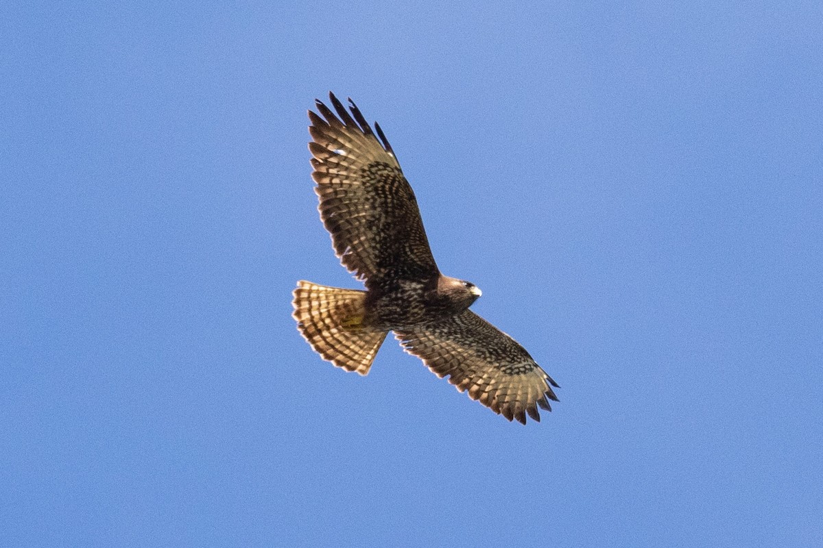 Red-tailed Hawk - Eric VanderWerf