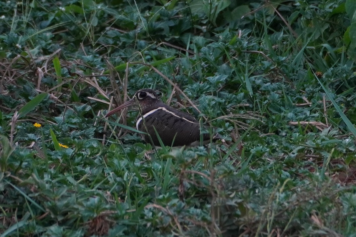 Greater Painted-Snipe - ML325160961