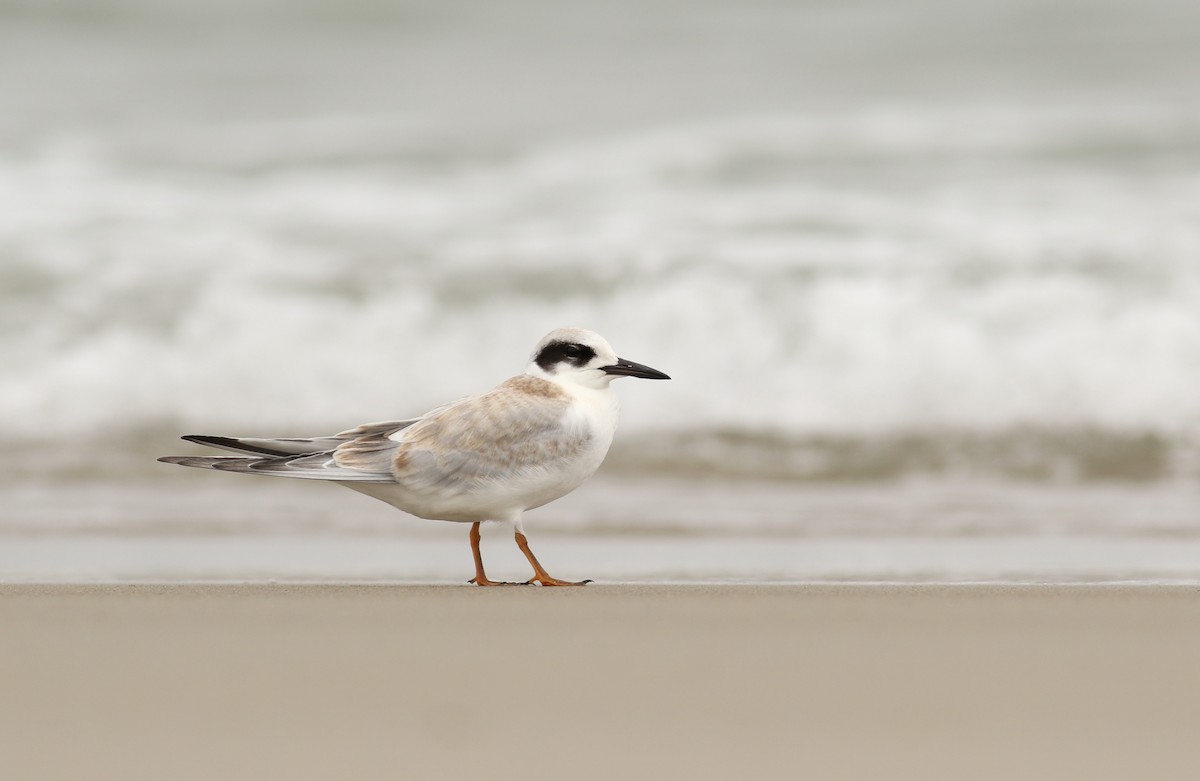 Forster's Tern - ML32516161