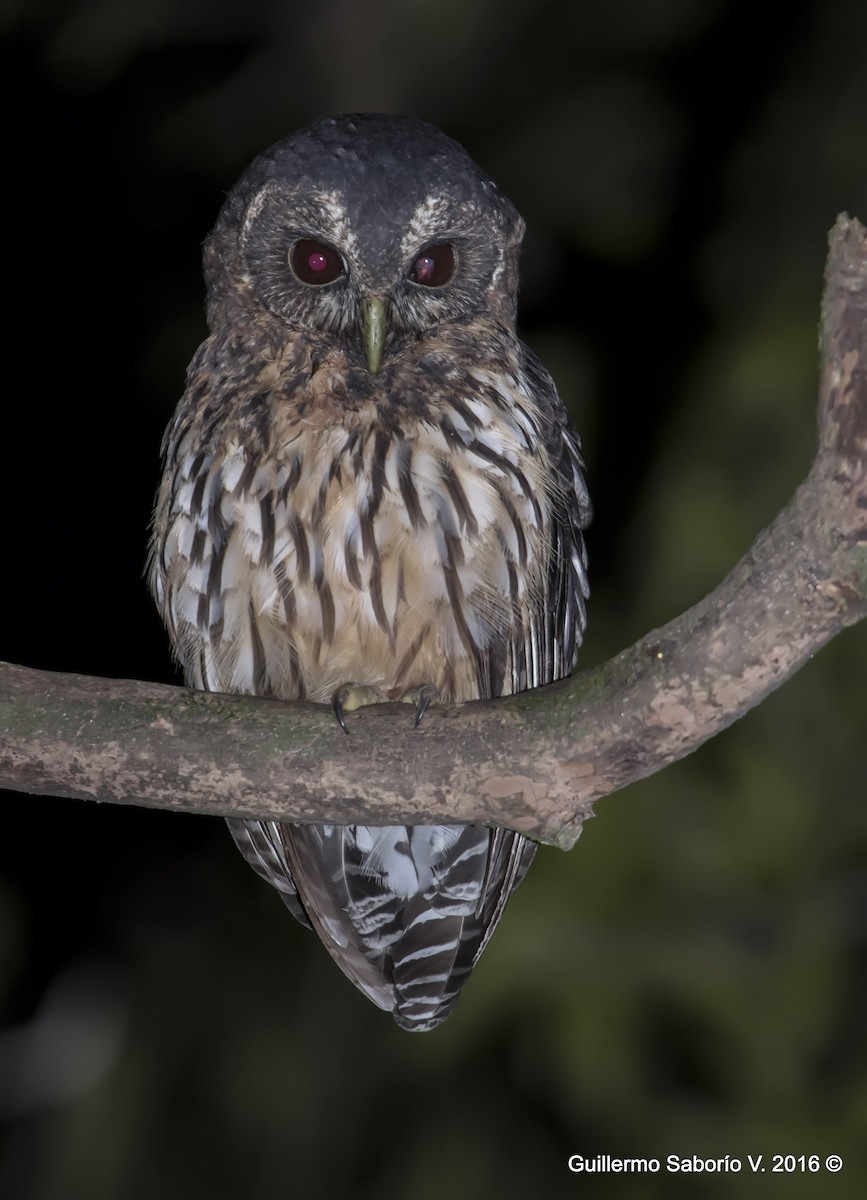 Mottled Owl - Guillermo Saborío Vega