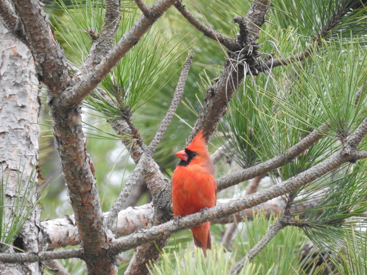 Cardinal rouge - ML325162611