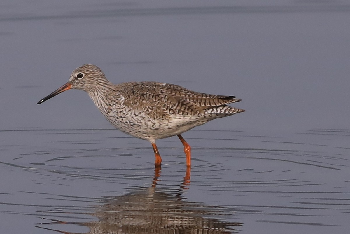 Common Redshank - sasidharan manekkara