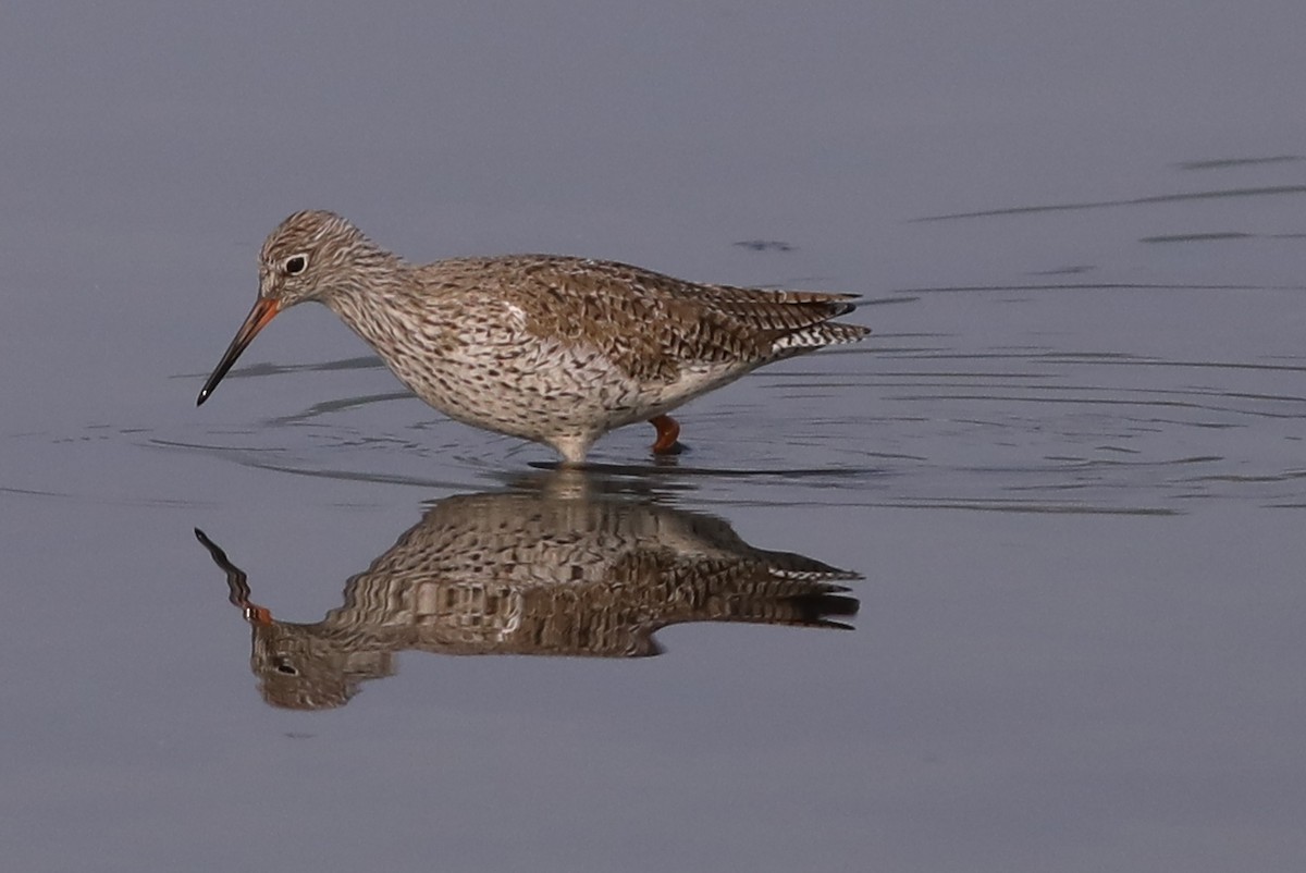 Common Redshank - sasidharan manekkara