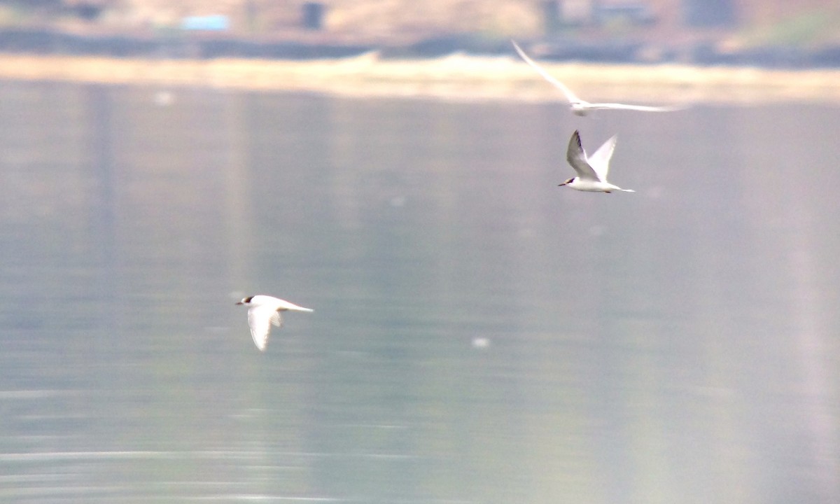 Arctic Tern - Drew Weber