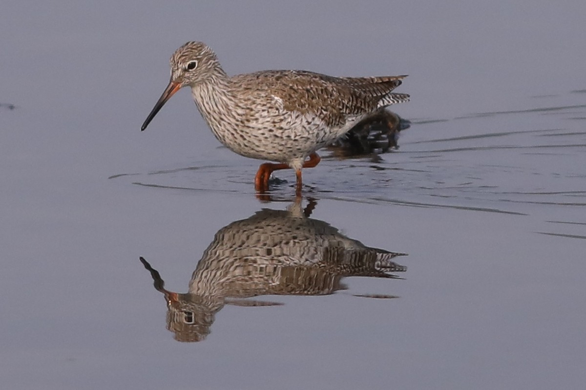 Common Redshank - ML325165081